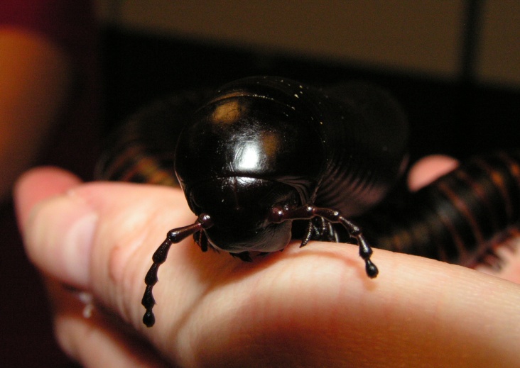 Giant Millipede