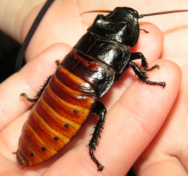 Madagascar Hissing Cockroach