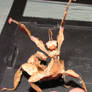 Australian Giant Stick Insect