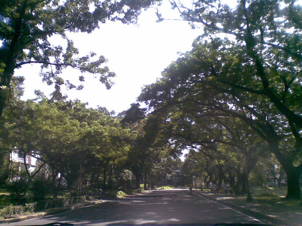 Along the UP Campus