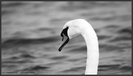 black'n'white - series - blackswan