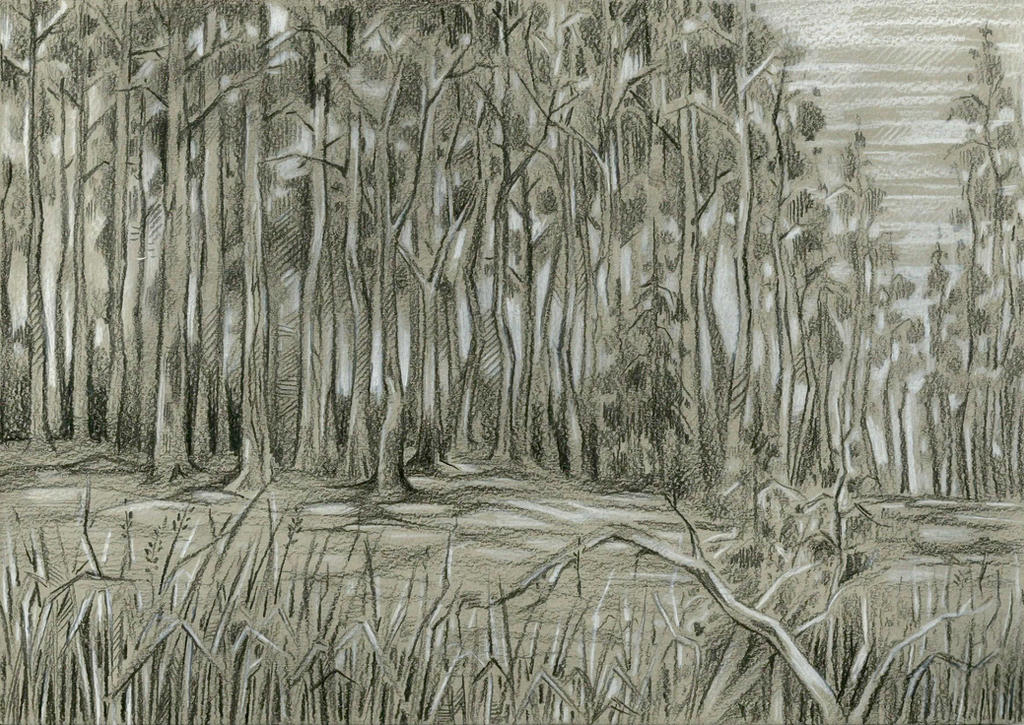 Pine Wood By Taski Guru On DeviantArt
