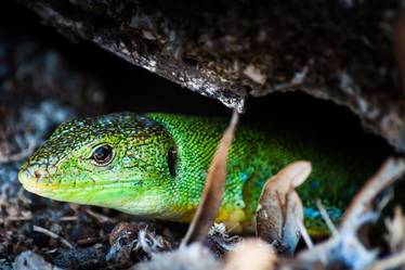 Lizard in Lefkada, Greece