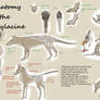 Anatomy of Thylacine, marsupial predator ISN'T dog