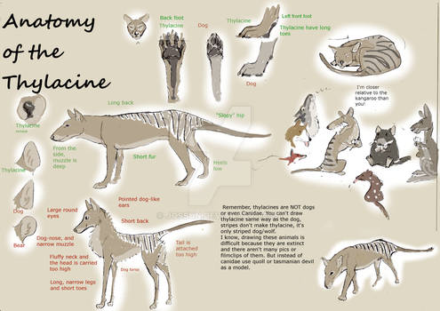 Anatomy of Thylacine, marsupial predator ISN'T dog