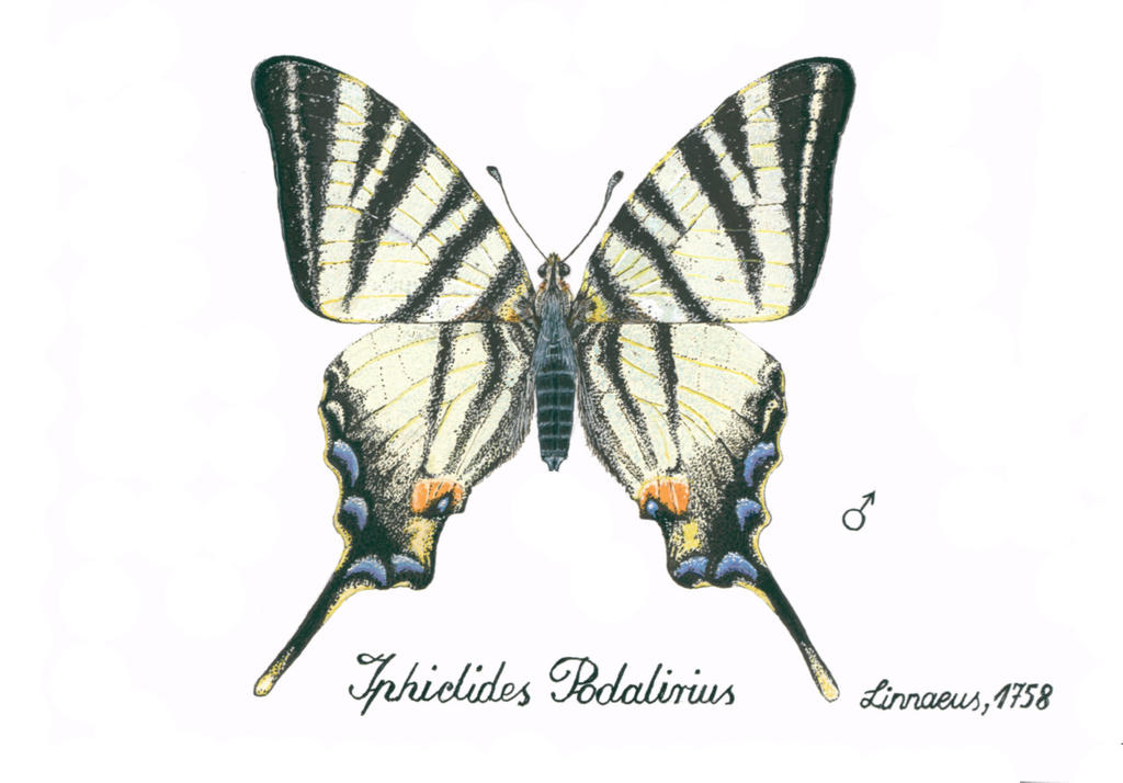 Iphiclides podalirius gwasz