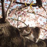 Sakura Cat