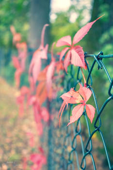 Red Leaves