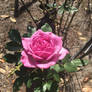 First rose bloom of season