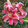 Oriental lily