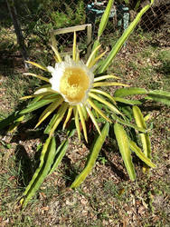 Caactus in bloom