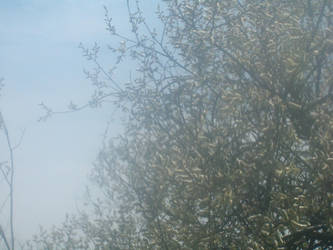 Willows and Blue Skies