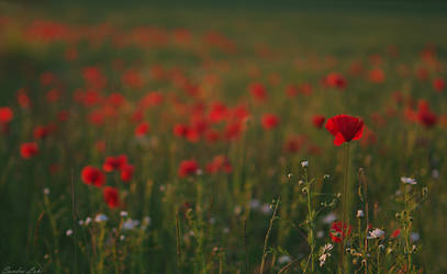 poppy field