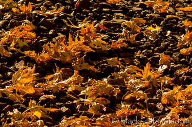 Scattered Autumn Leaves