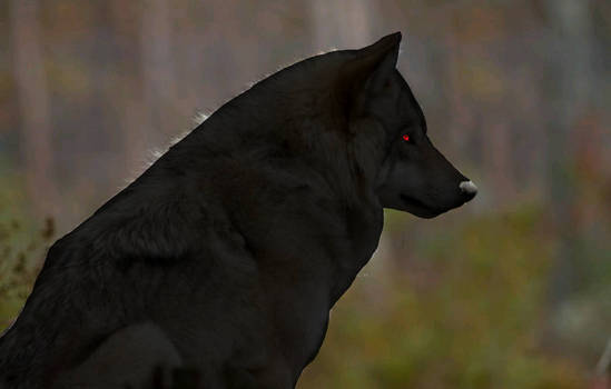 Black wolf #9