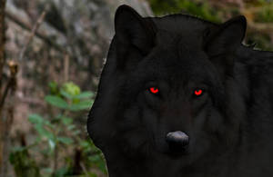 Black wolf #10