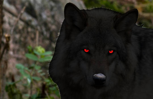 Black wolf #10
