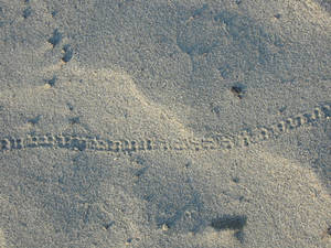 tracks in the sand