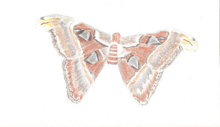 Atlas Moth WIP 8-11-13 001