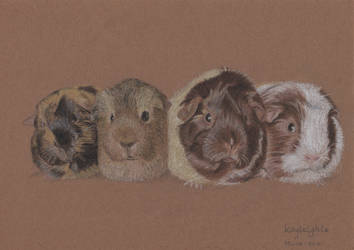 Guinea pigs