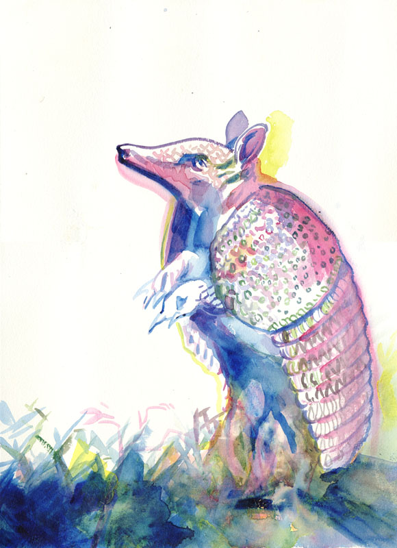 Armadillo