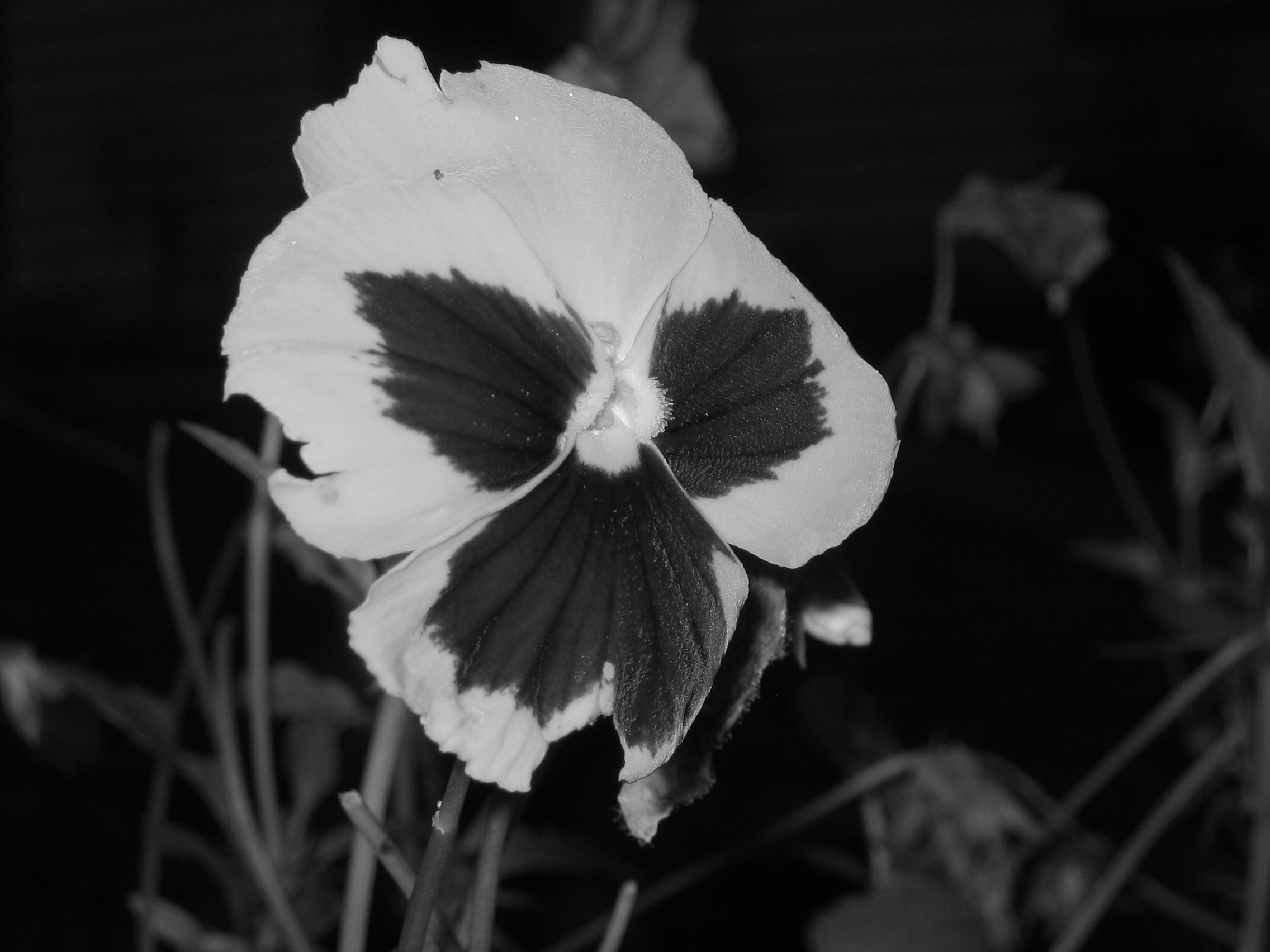 pansy