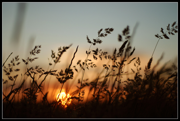 Through the Looking Grass