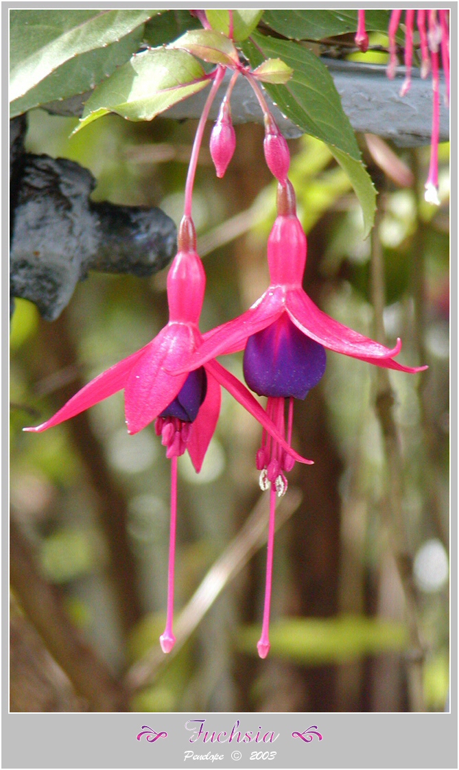 Fuchsia