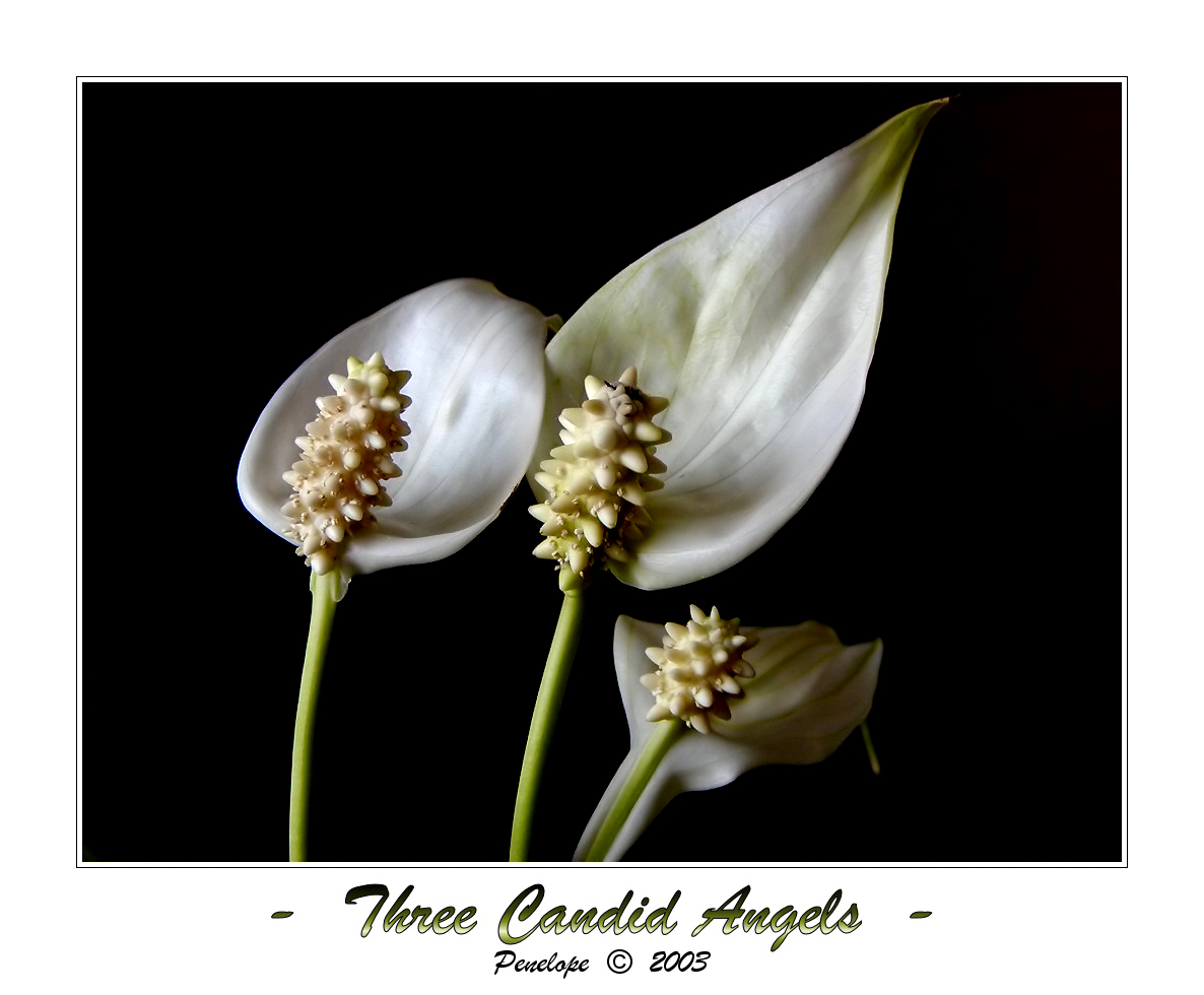 Three Candid Angels II