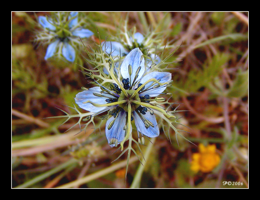 Blue princess