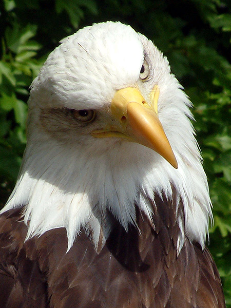 Bald Eagle