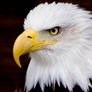 Bald Eagle 3