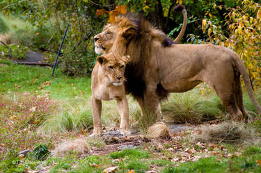 Lion and Lioness 2