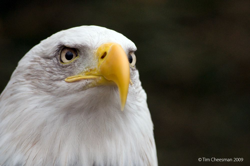 Bald Eagle 6