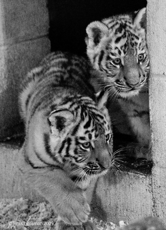 Siberian Tiger cub 2