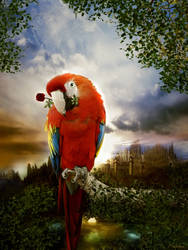 parrot in love