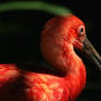 Scarlet Ibis