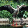 bathing stork