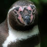 Penguin Portrait