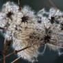 Winter Flower 1