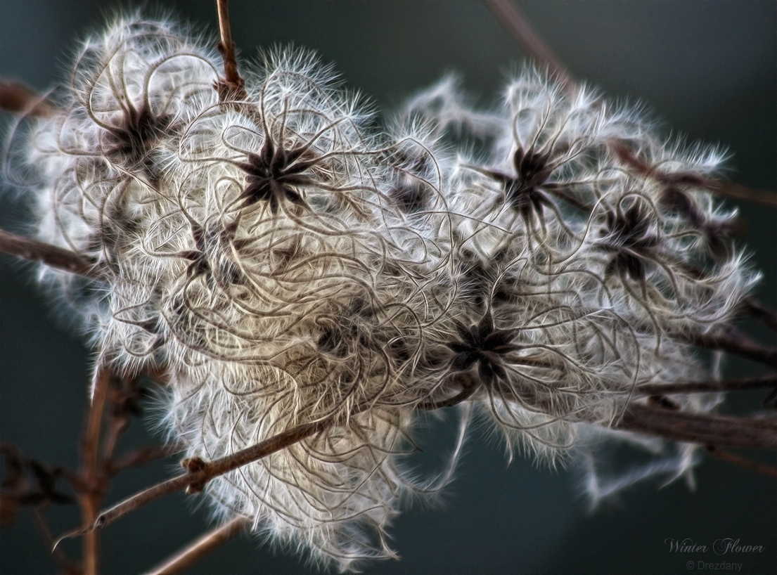 Winter Flower 1