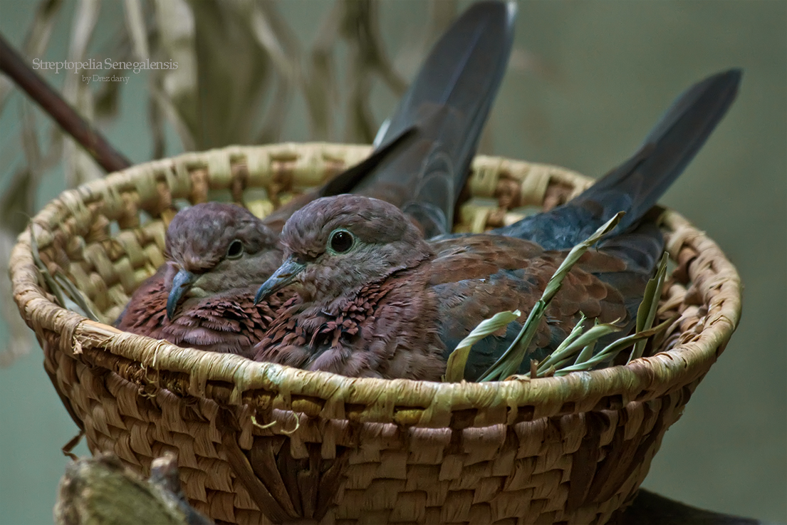 Laughing Dove