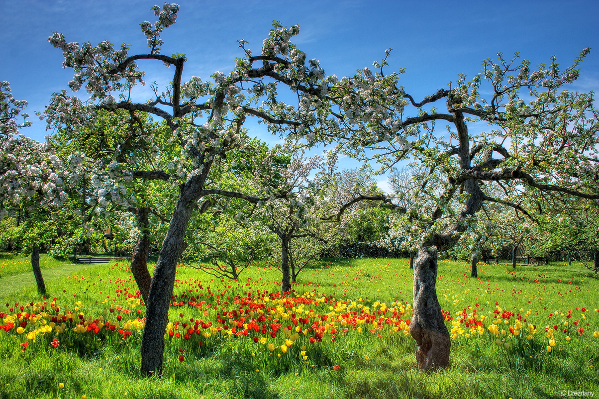 Floral diversity