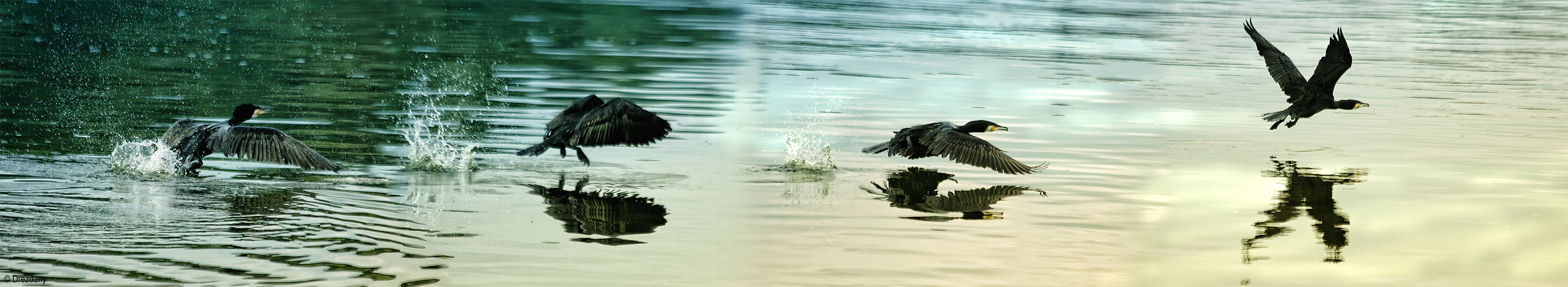 Great Cormorant in flight