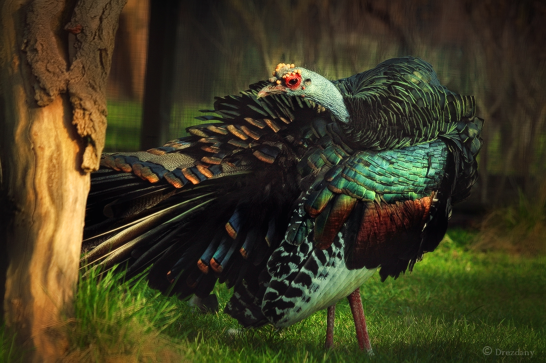 motley Ocellated Turkey