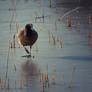 Dancing on Ice