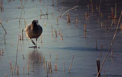 Dancing on Ice