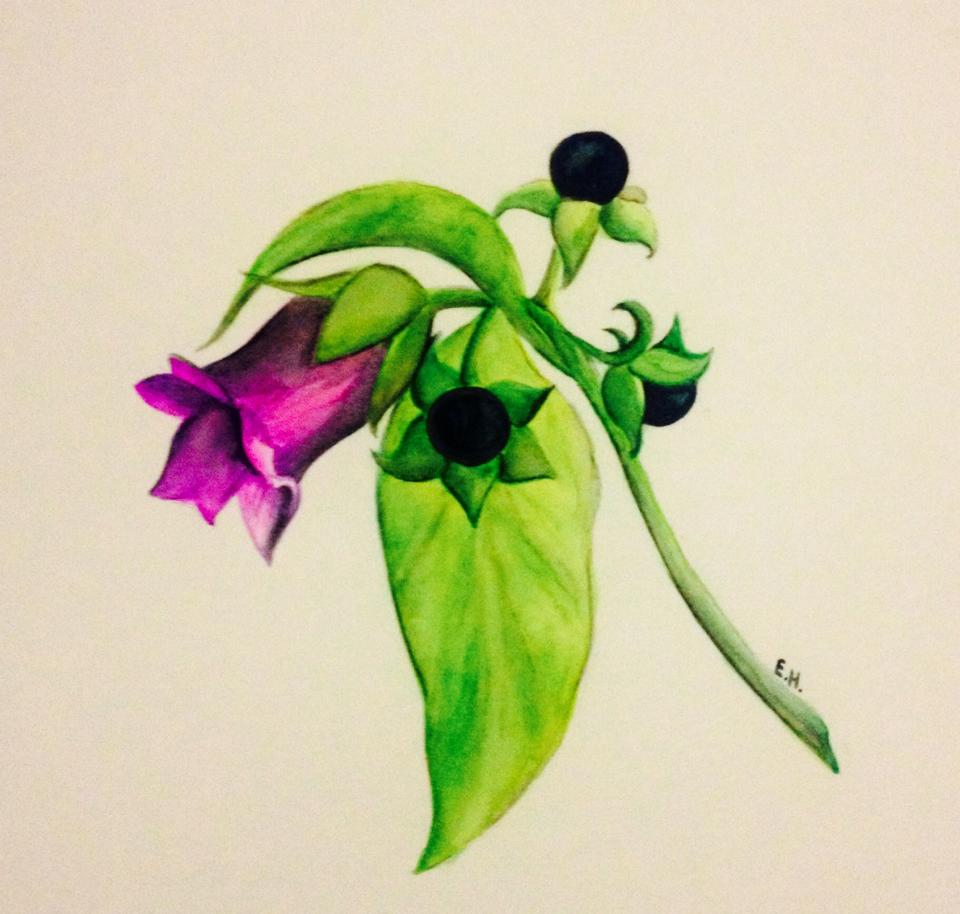 Belladonna Flower Drawing