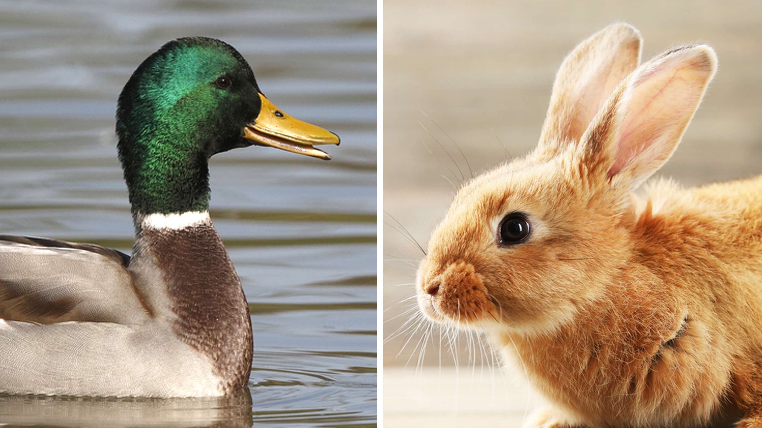 Duckzilla vs Rabbit Kong by Cartoonman21 on DeviantArt