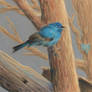 Indigo Bunting